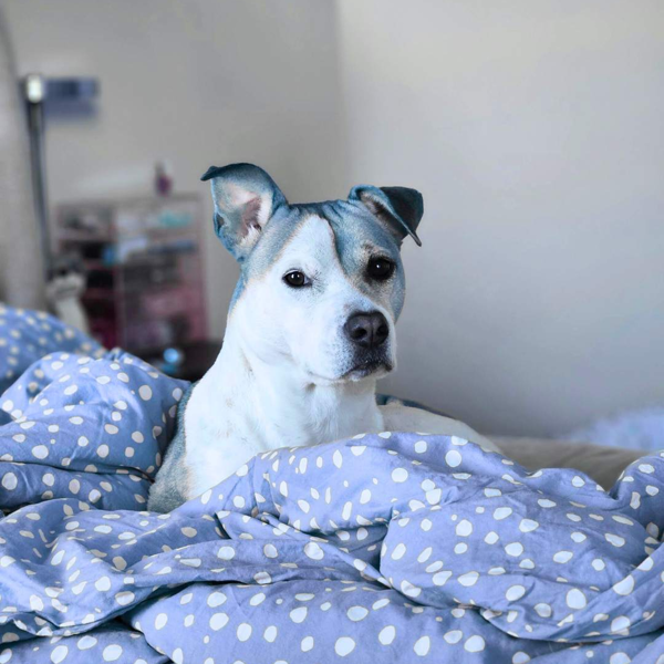 Dog in Blanket
