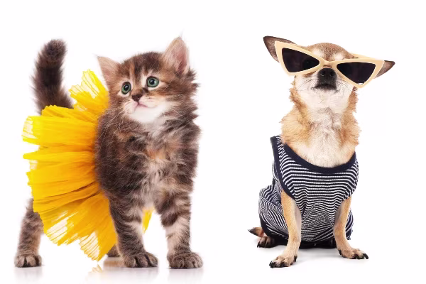 contact save my fur baby