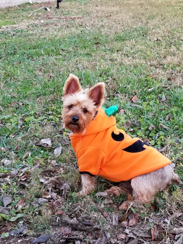 halloween pet costume contest